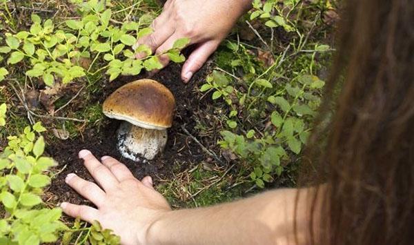 поиск грибов