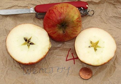 разрезанное яблоко