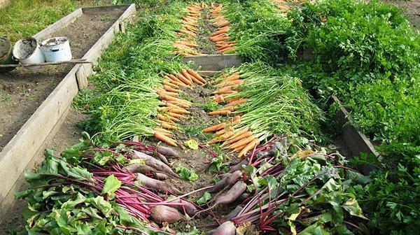 урожай овощей без использования химикатов