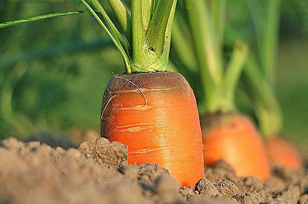растет морковь на теплой грядке