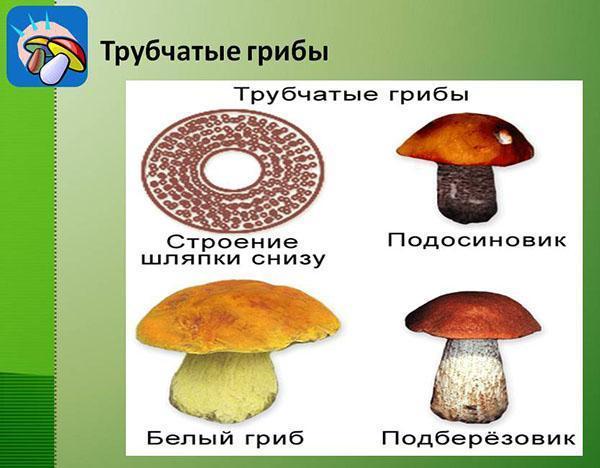строение трубчатых грибов