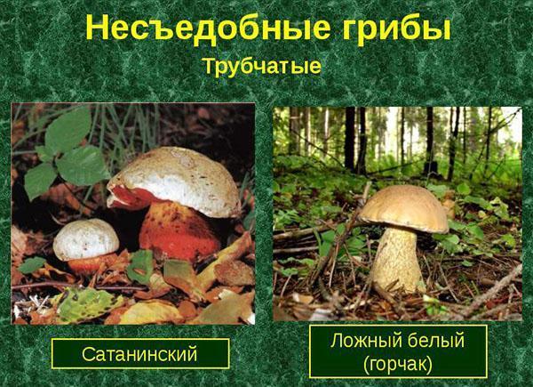 несъедобные трубчатые грибы