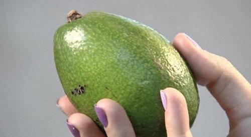 зеленое авокадо