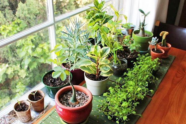 натуральные подкормки для комнатных растений