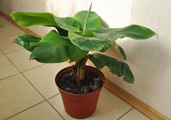 комнатное банановое дерево
