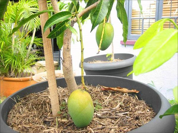дерево манго в горшке
