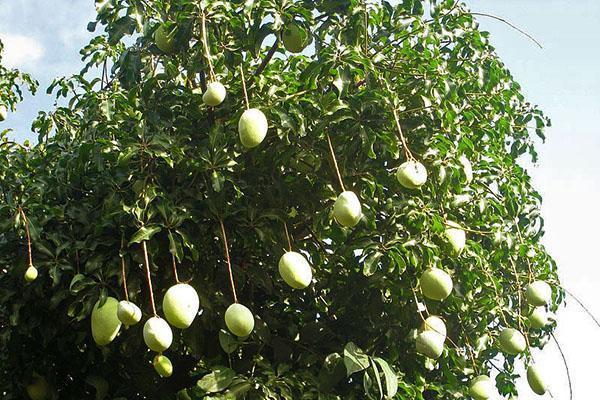 дерево манго в Индии