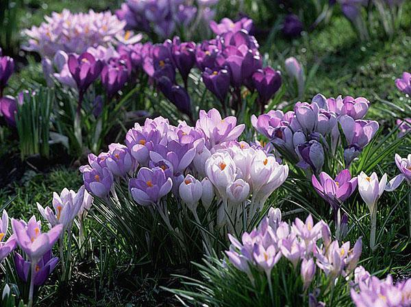 16 самых ранних цветов для вашего сада - фото с описанием, видео