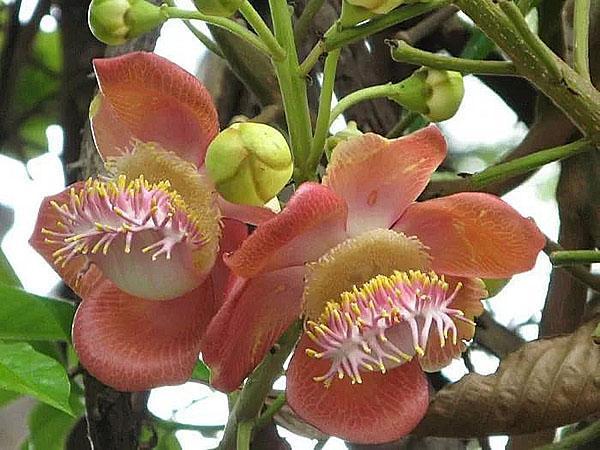 цветет сандаловое дерево