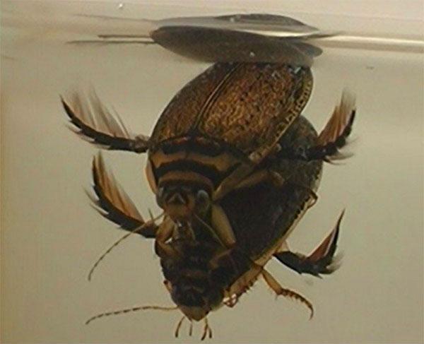 самка и самец жука