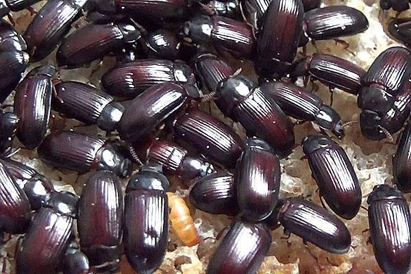 Как выращивать жука знахаря в домашних условиях