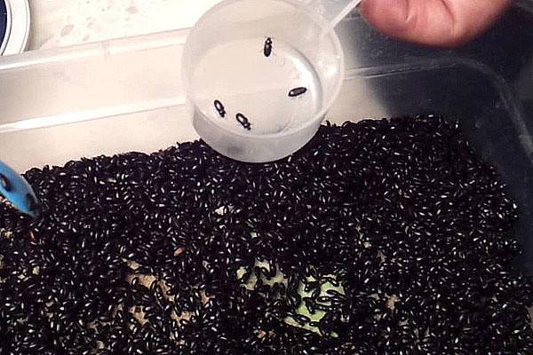 Как выращивать жука знахаря в домашних условиях?