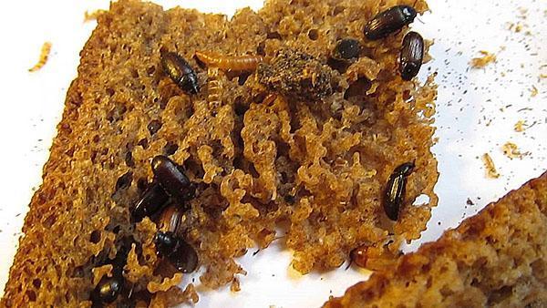 Как выращивать жука знахаря в домашних условиях?