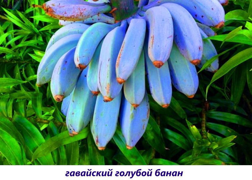голубые бананы