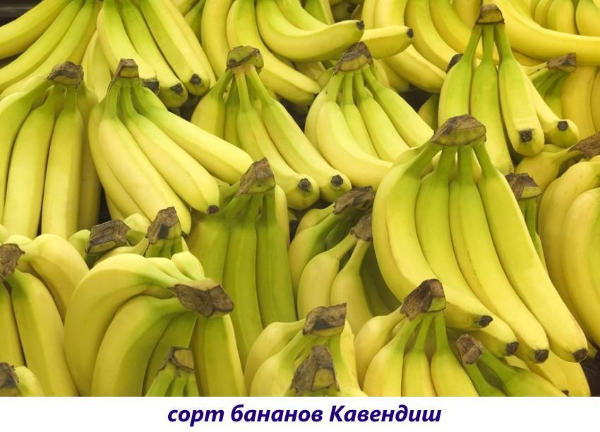 бананы кавендиш