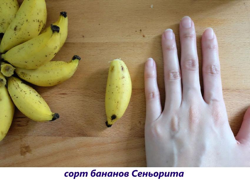 бананы сеньорита