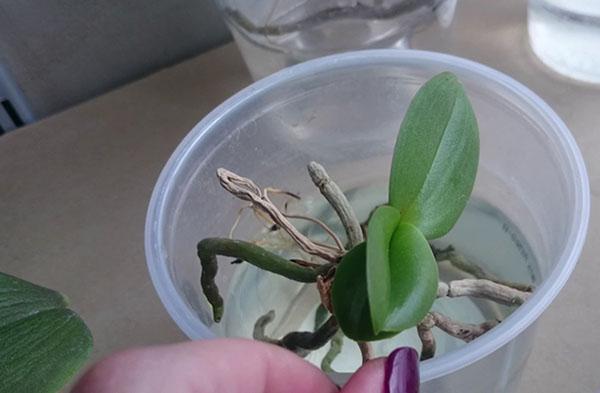 восстановление орхидеи