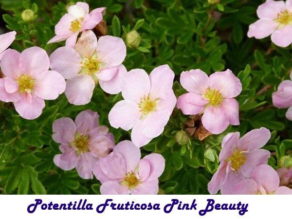 Potentilla Fruticosa Pink Beauty