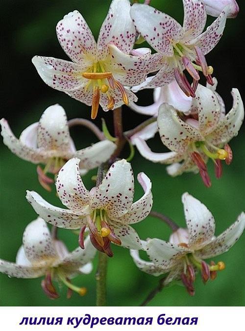 Лилия кудреватая белая (L. martagon var. albiflorum)