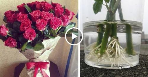 Как укоренить розу из букета подготовка черенков способы видео