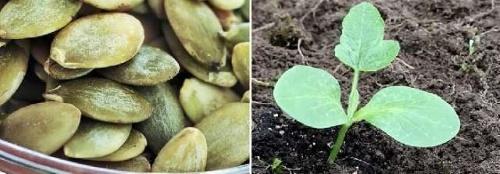 Когда сажать тыкву: сроки посадки рассады и посева сразу в грунт, видео