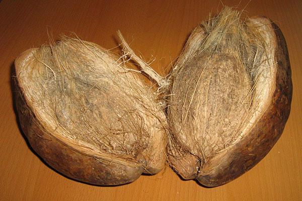 скорлупа кокосового ореха