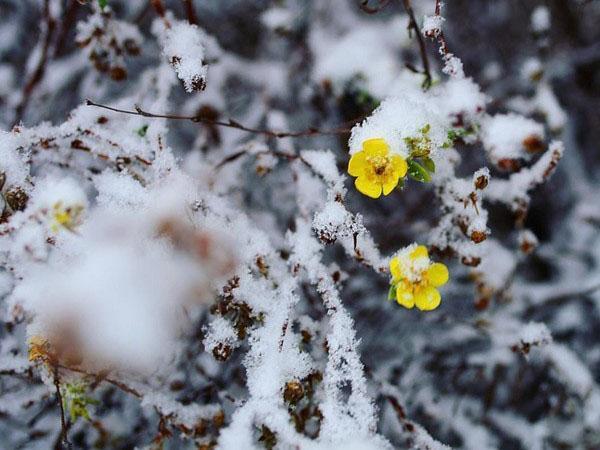 цветет лапчатка под снегом