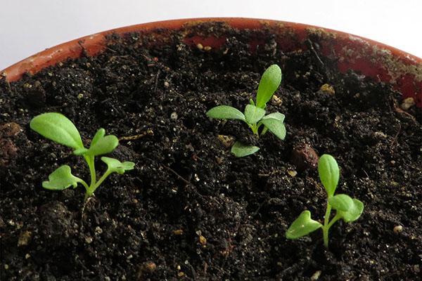 как посадить конопляные семена