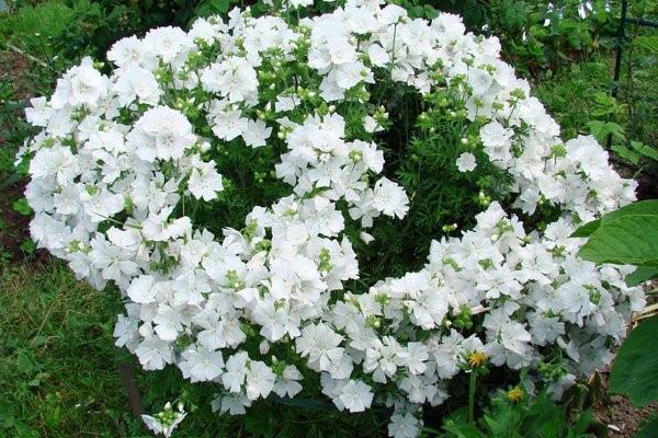 белые цветы лаватеры