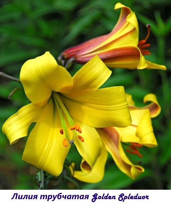 Лилия трубчатая Golden Splendour