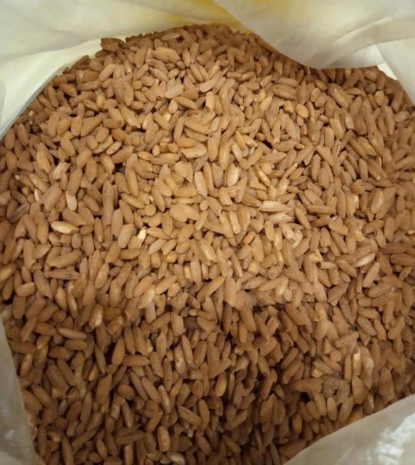 Правильный рис для плова. Рис дастар-сарык. Сорт риса Аланга. Рис Аланга узбекский. Рис узгенч.