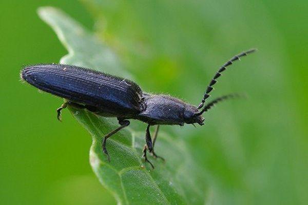 Эффективные методы борьбы с жуком щелкуном – Glav-Dacha.ru