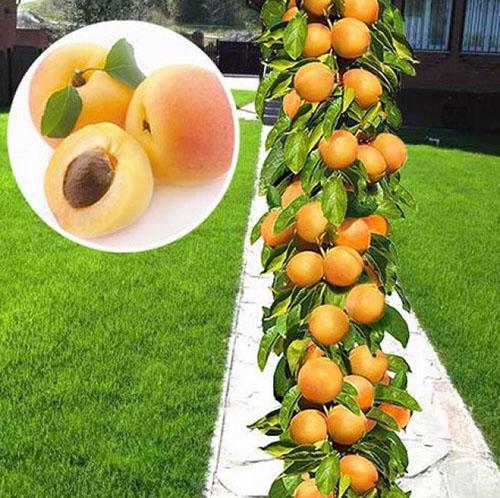 абрикос колоновидный