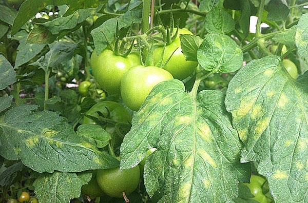 Болезни томата - меры борьбы с бактериальными, грибковыми, вируснымиболезнями, видео