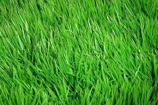 Мятлик луговой для газона: описание и фото травы, глубина корней рулонного и лугового мятликового газона, любит ли
