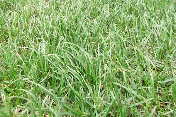 Мятлик луговой для газона: описание и фото травы, глубина корней рулонного и лугового мятликового газона, любит ли