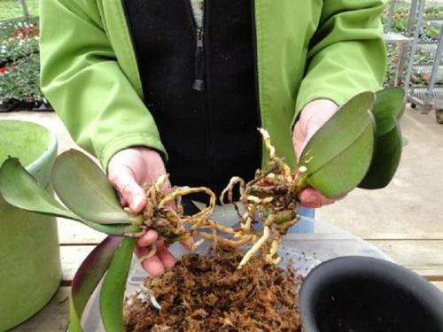 Как рассадить орхидею, описание способов и сроки процедуры, видео