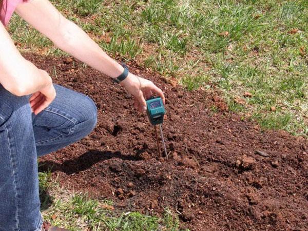 проверяем кислотность почвы