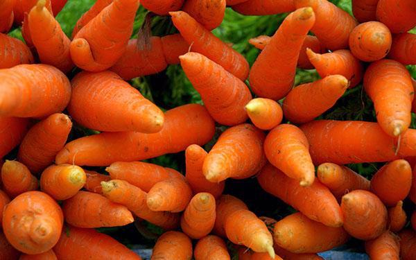 морковь в медицине