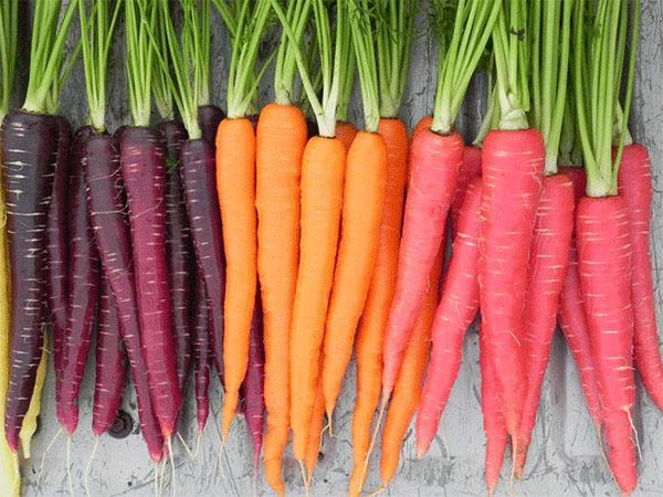 морковь разных сортов
