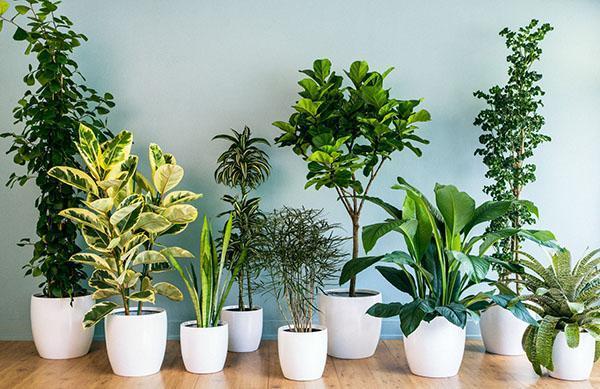 Неприхотливые комнатные растения – правильный выбор, видео