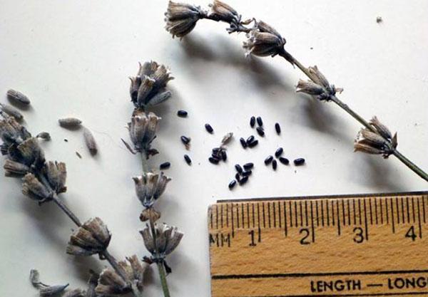 Посев семян лаванды под зиму – сроки и правила проведения, видео