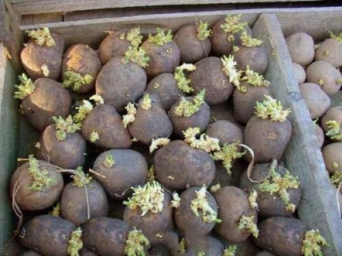 проращивание картофеля