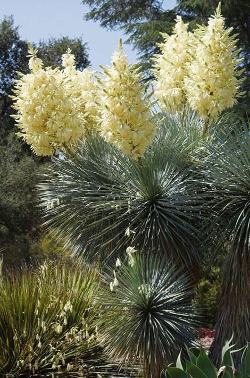 Цветение Yucca rostrata