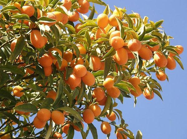 Druhy kumquatu, popis a fotografie oblíbených odrůd: popisujeme podstatu