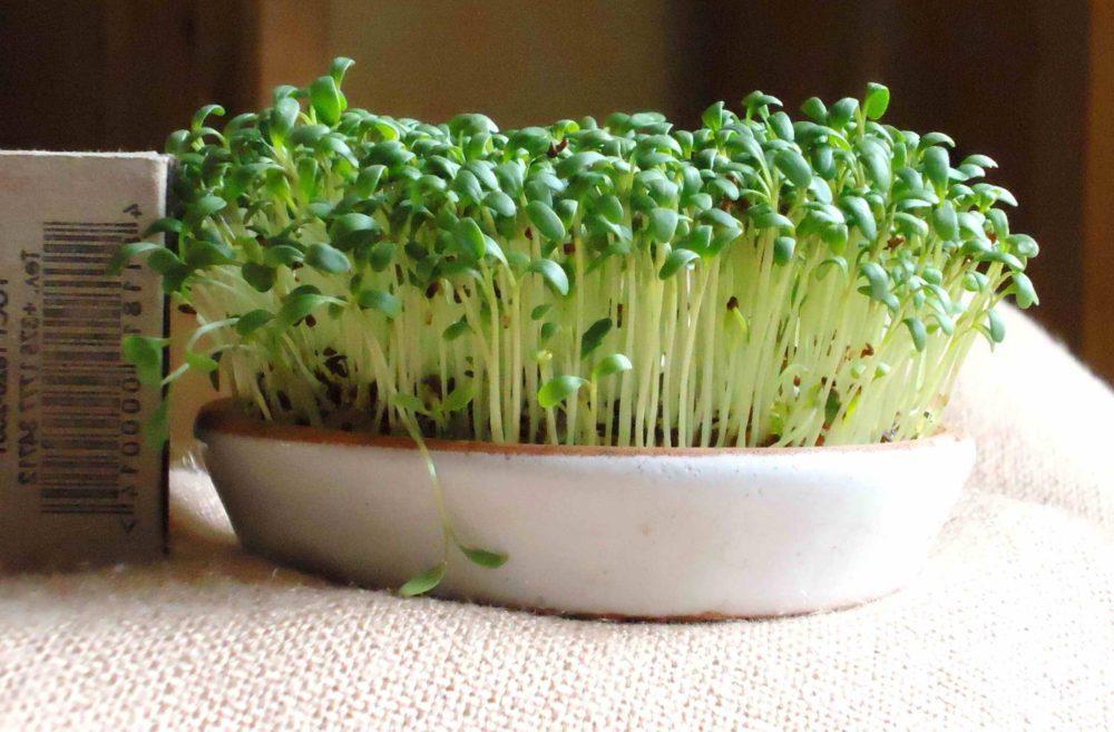 выращивание кресс салата в домашних условиях