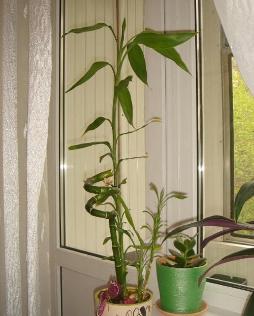 бамбук на окне