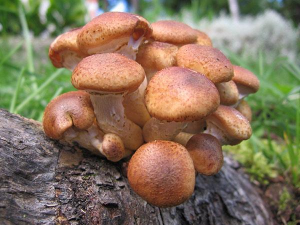 грибы опята
