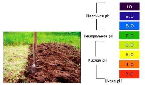 как определить кислотность почвы