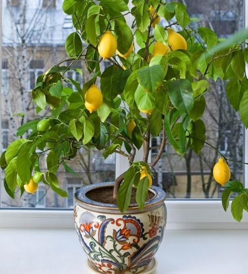 как ухаживать за лимоном